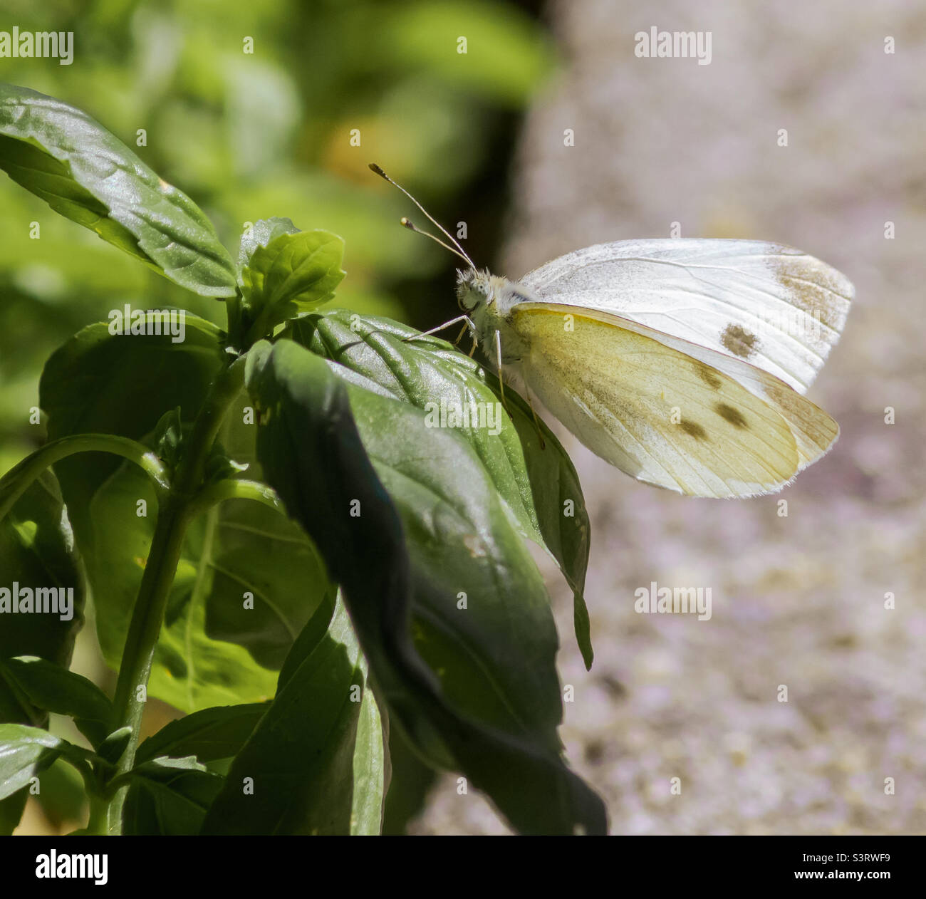 Farfalla bianca di cavolo seduta su foglie di basilico Foto Stock
