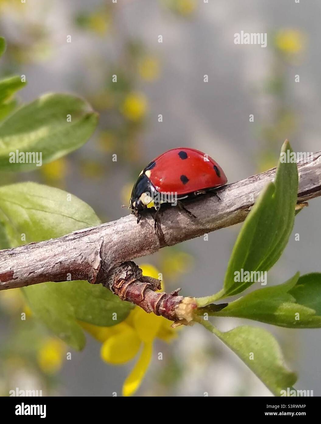 Coccinella Foto Stock