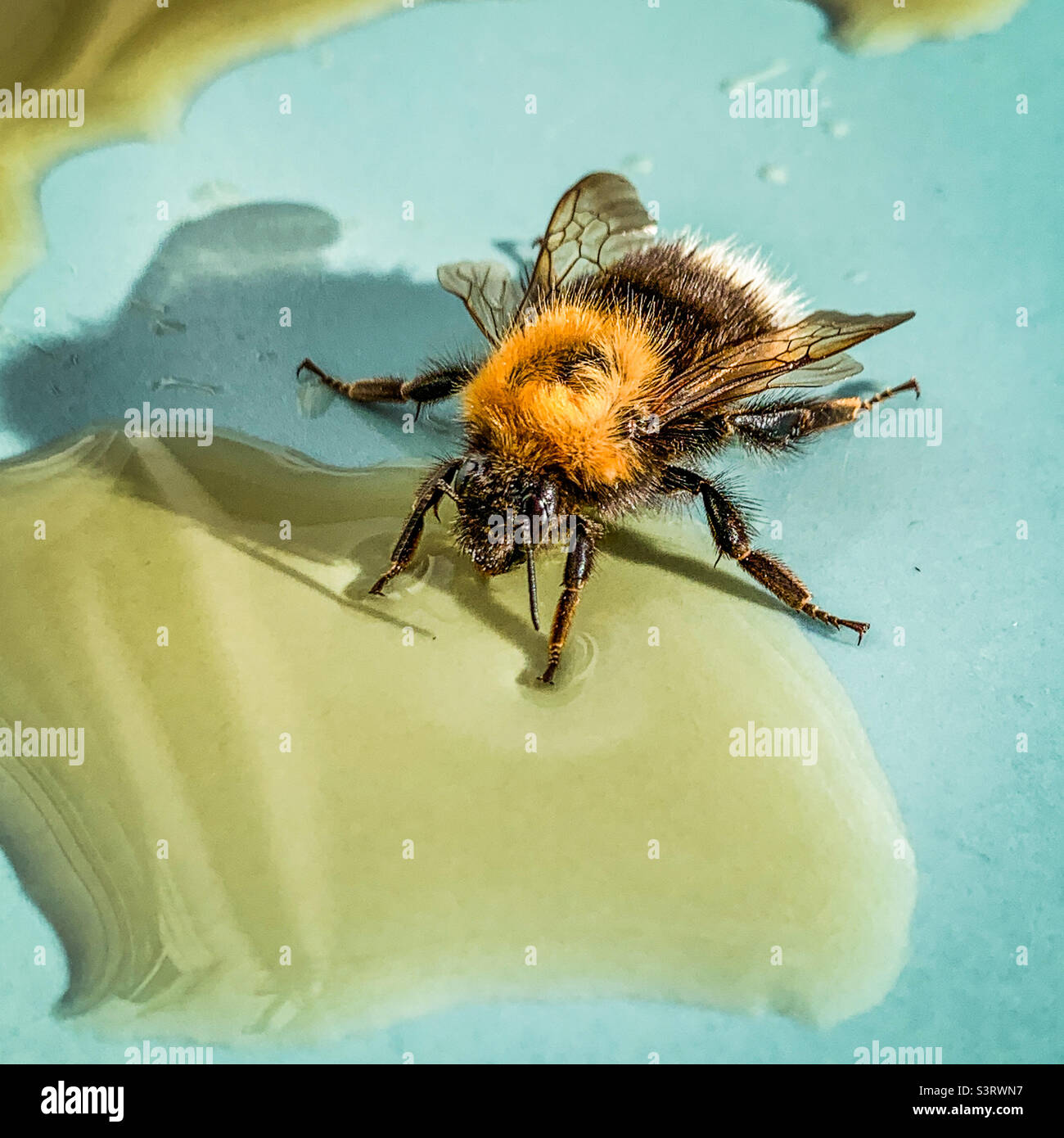Un bumblebee stanco bere acqua di zucchero per un aumento di energia Foto Stock