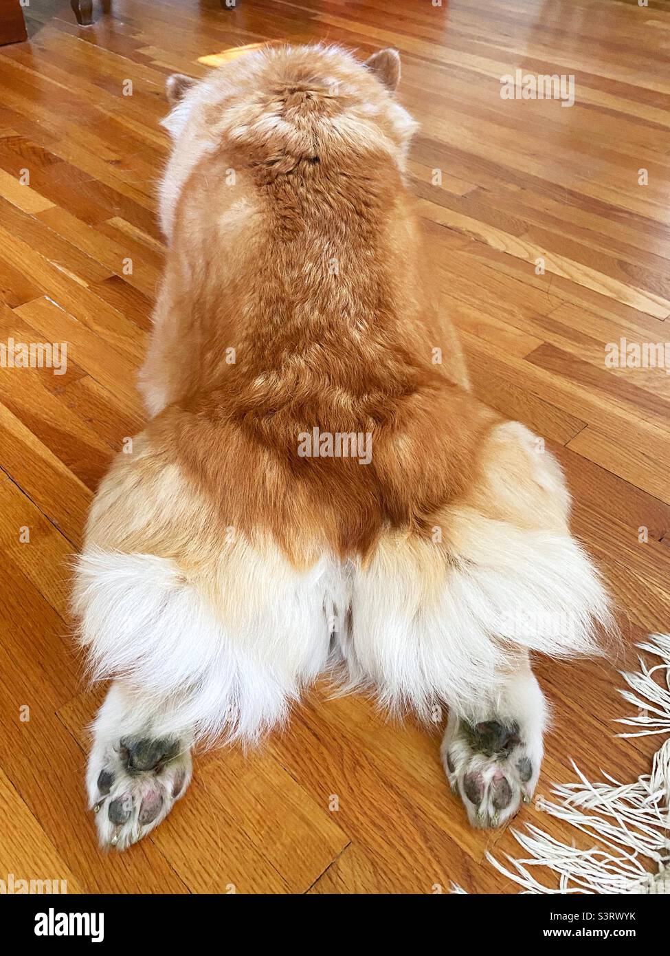 Un cane di Corgi sdraiato sul ventre con le gambe distese dietro. Foto Stock