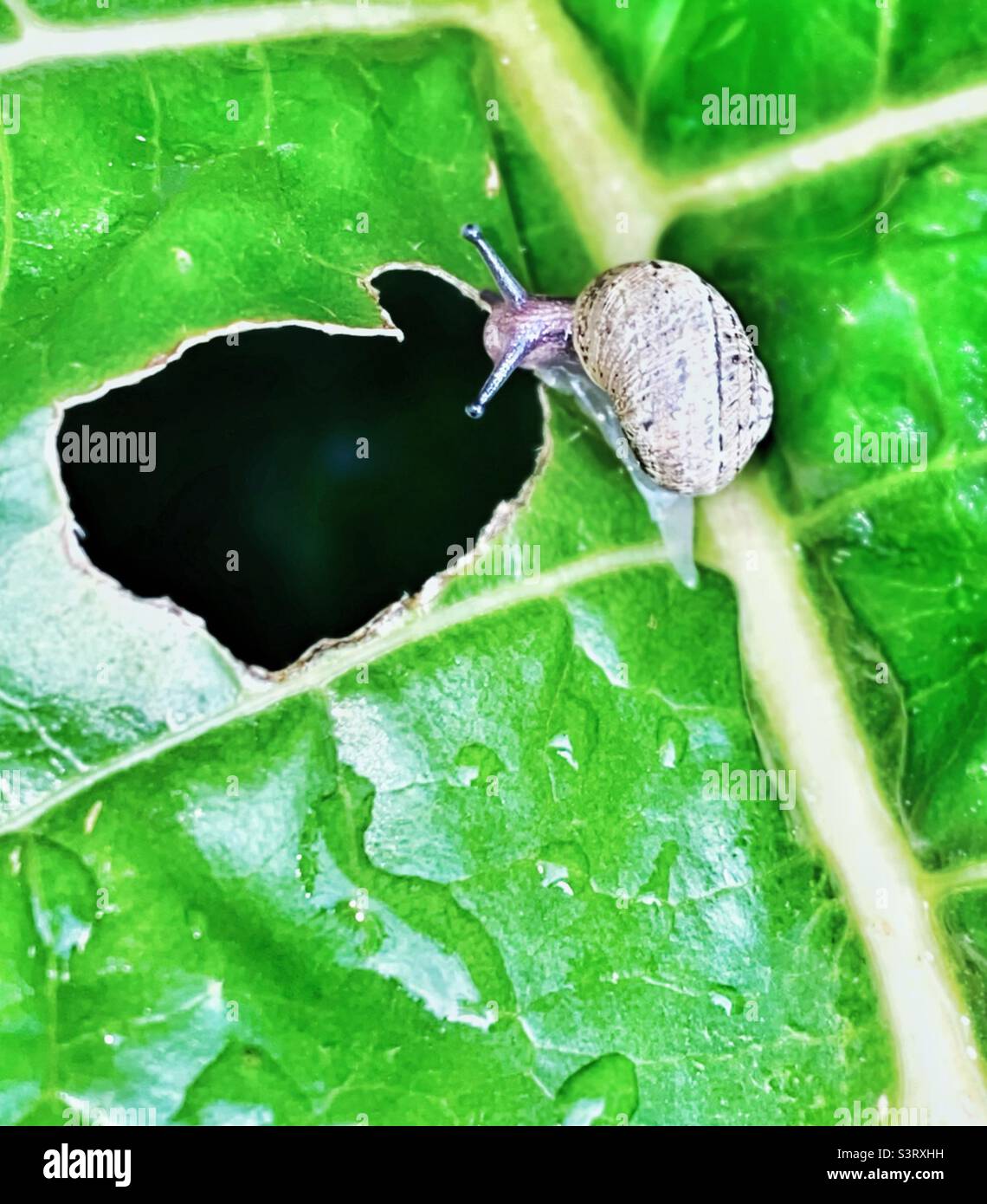 Lumaca su una foglia Foto Stock