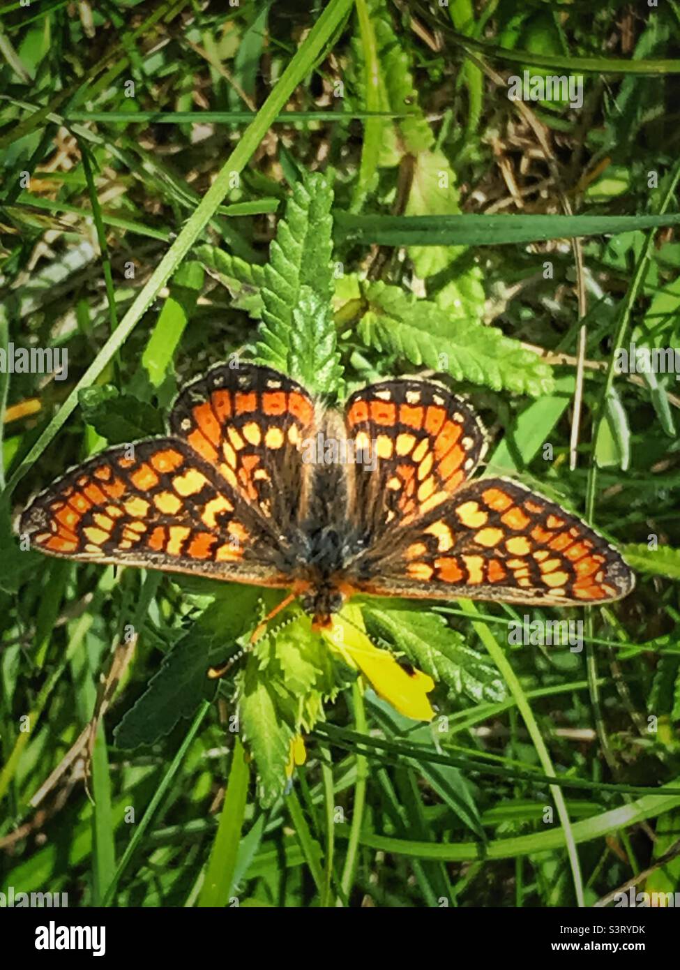 Una rara farfalla fritta marsh Foto Stock