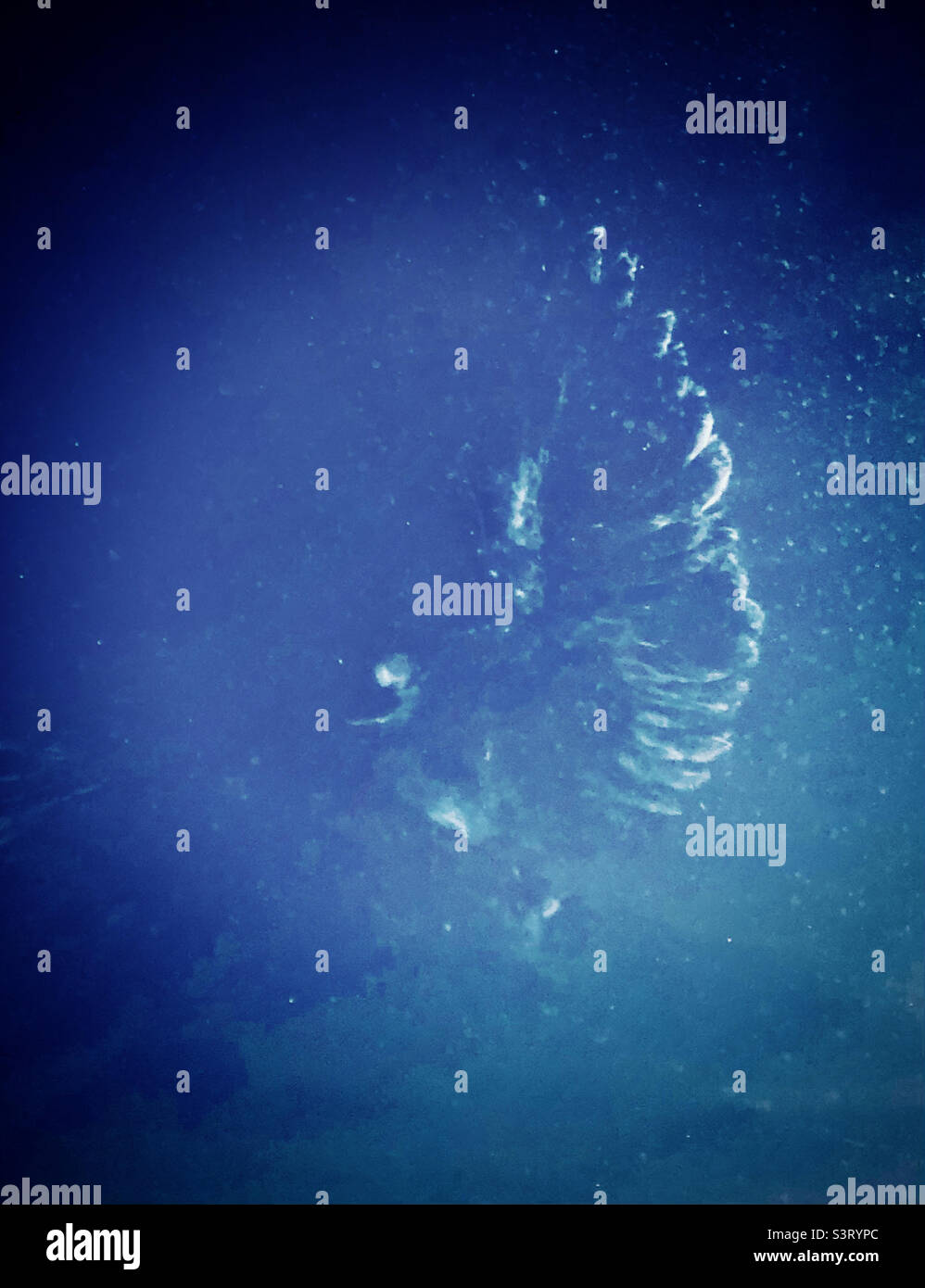 Impronta di una colomba che ha volato in una finestra leggermente polverosa - molto probabilmente una colomba ridente come abbiamo un sacco di loro intorno - Immagine stock catturata con smartphone