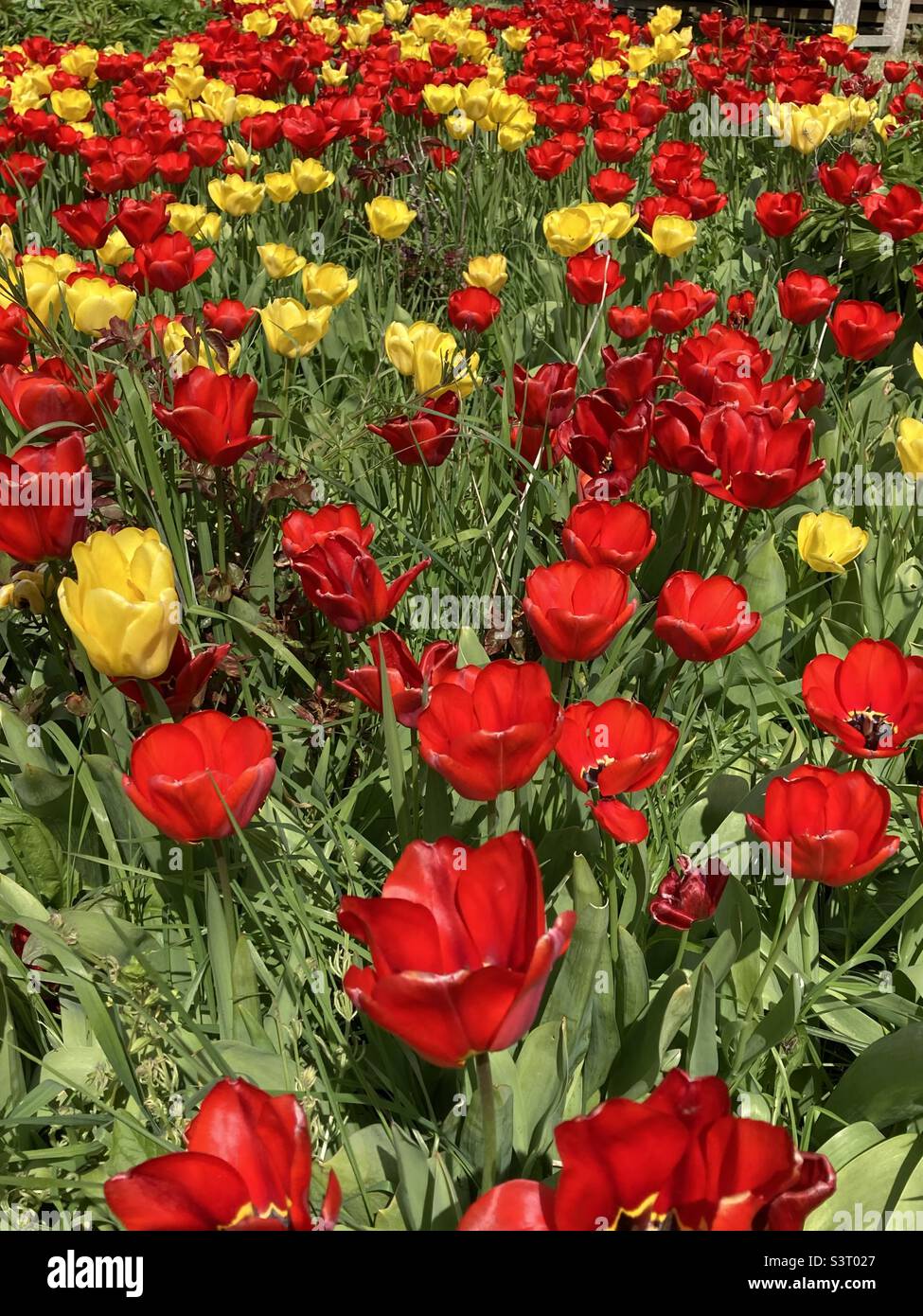 Un confine tulipano nel Sussex orientale - Immagine stock catturata con smartphone