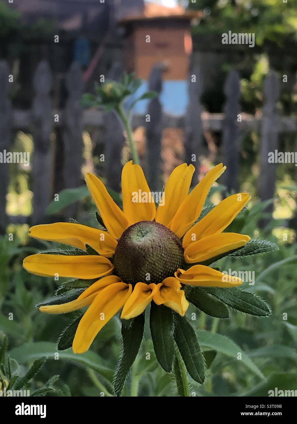 Cono fiore con alveare domestico di ape dietro esso. Foto Stock