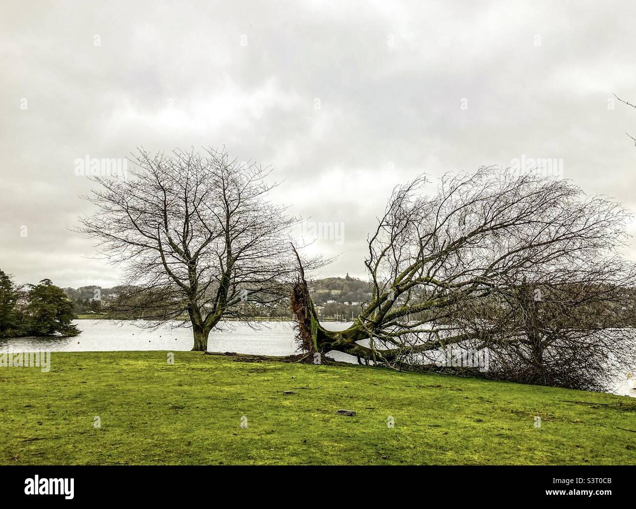 Un albero caduto - il risultato di danni di tempesta - al ponte di Troutbeck sul Lago Windermere nel Lake District, Cumbria Foto Stock