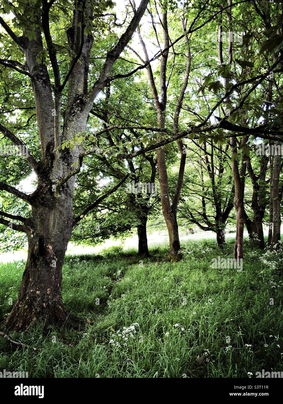 Woodland Scenic maggio, North Yorkshire, Inghilterra, Regno Unito - Immagine stock catturata con smartphone