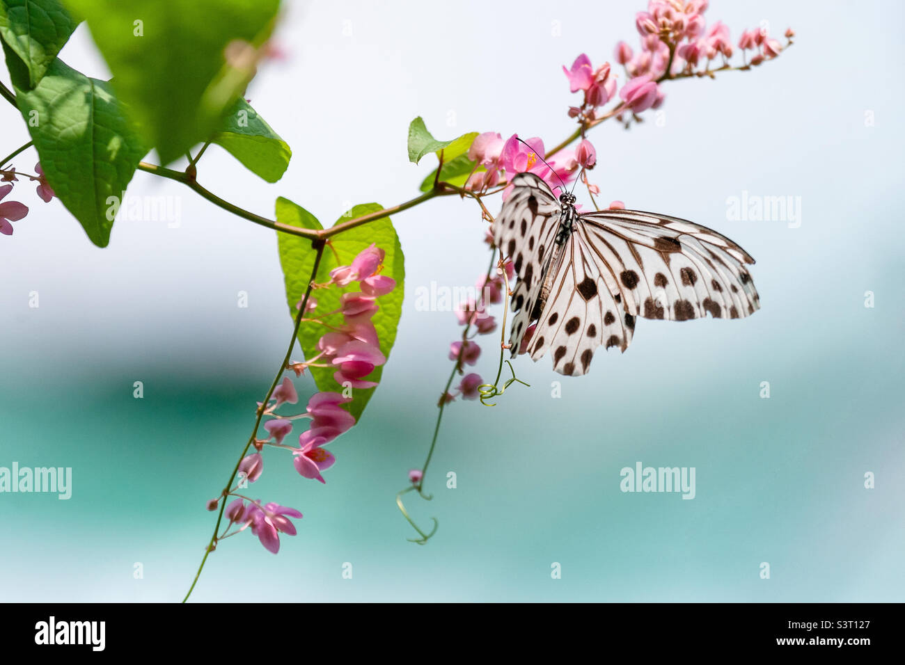 Farfalla esotica con puntini neri su una pianta verde Foto Stock