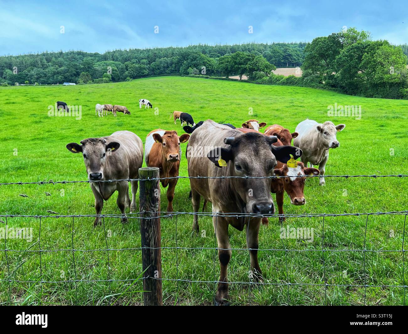 Tori in un campo in Devon, Inghilterra Foto Stock