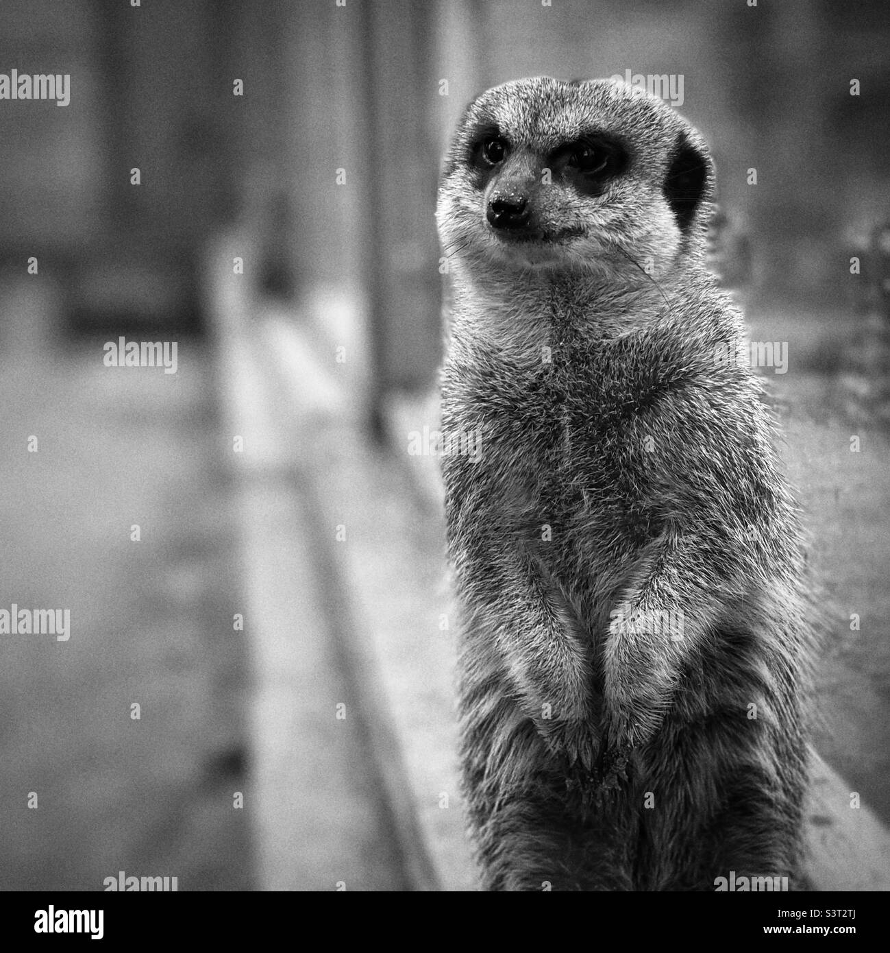 Ritratto in bianco e nero di un meerkat che tiene l'orologio Foto Stock