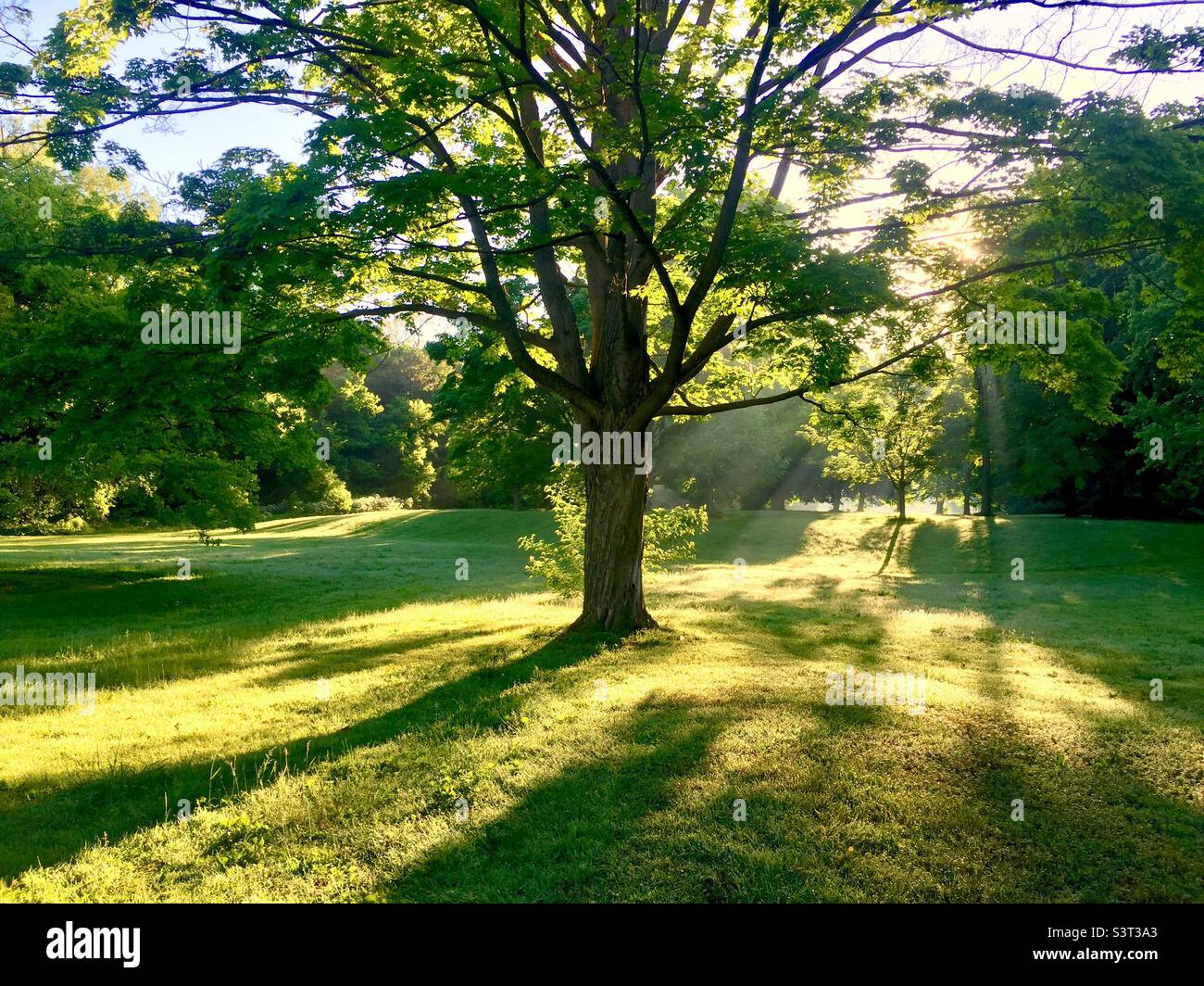 La mattina presto in un bel parco. Silenzio frettoloso dello spazio verde. - Immagine stock catturata con smartphone