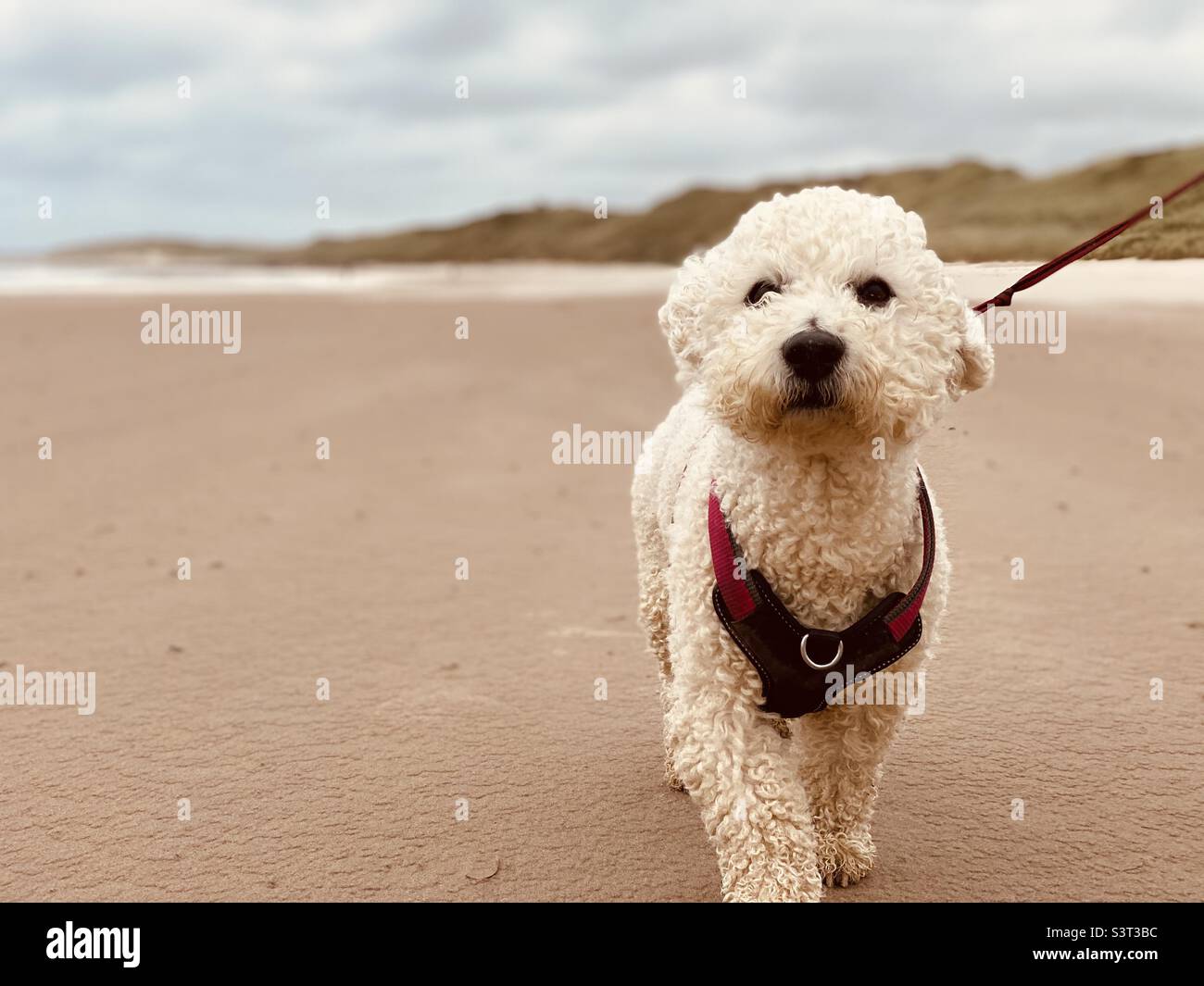 Cane a camminare su una spiaggia Foto Stock