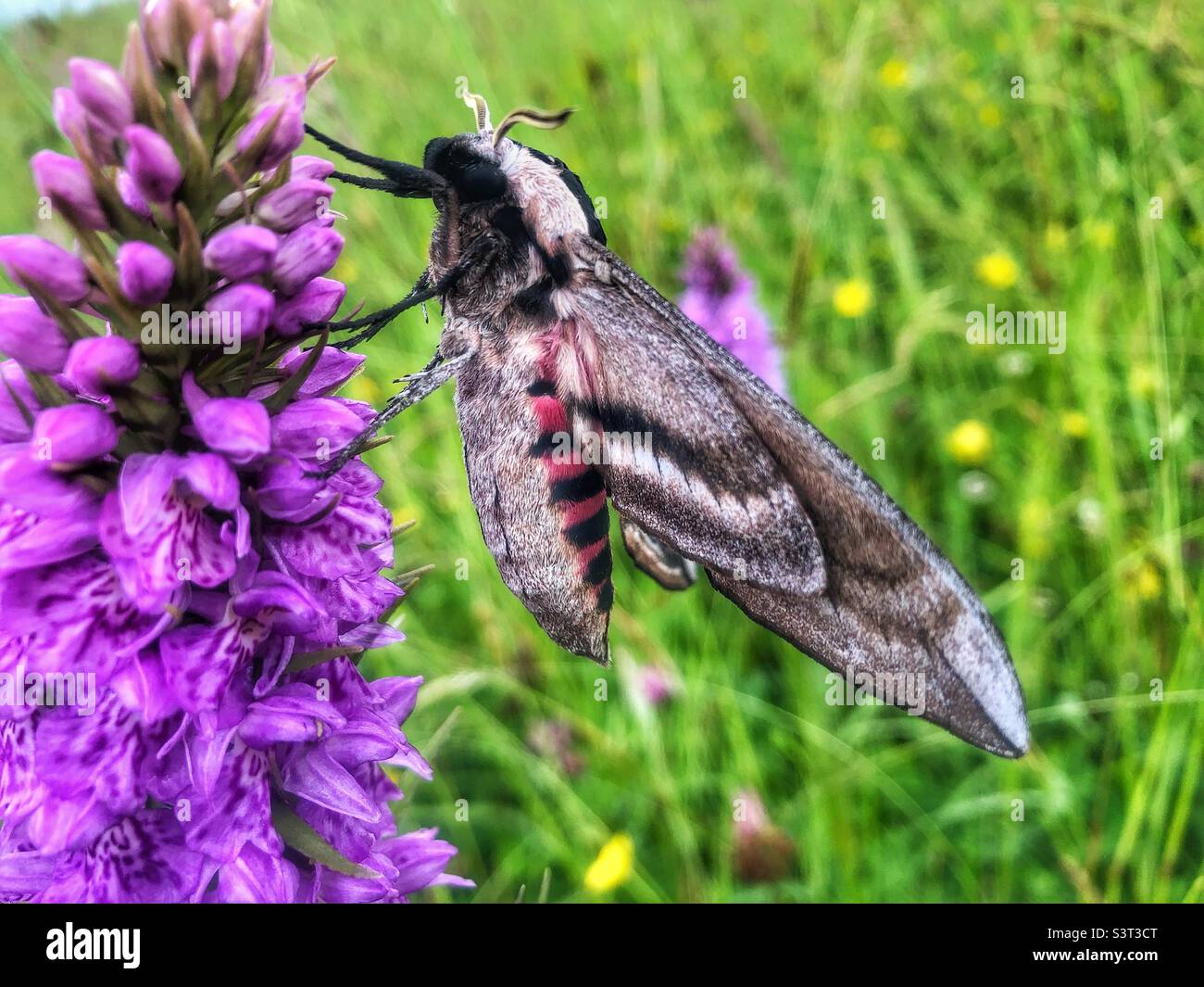 Falco privato moth. (Sphinx ligustri) su un Orchid di palude spotted comune (Dactylorhiiza grandis) Foto Stock