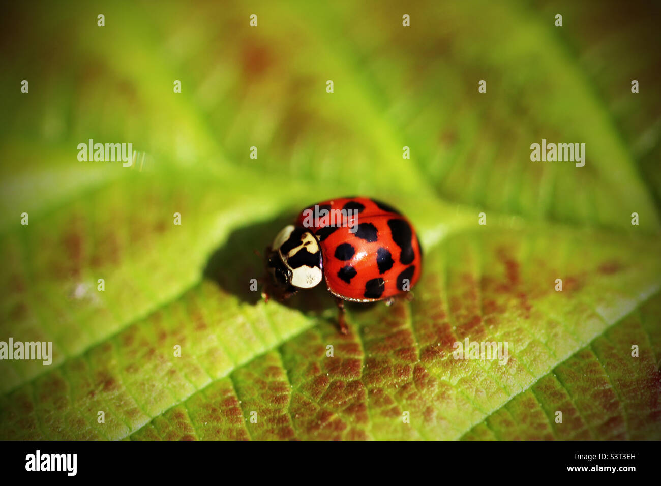 Un closeup estremo di un ladybird su una foglia Foto Stock