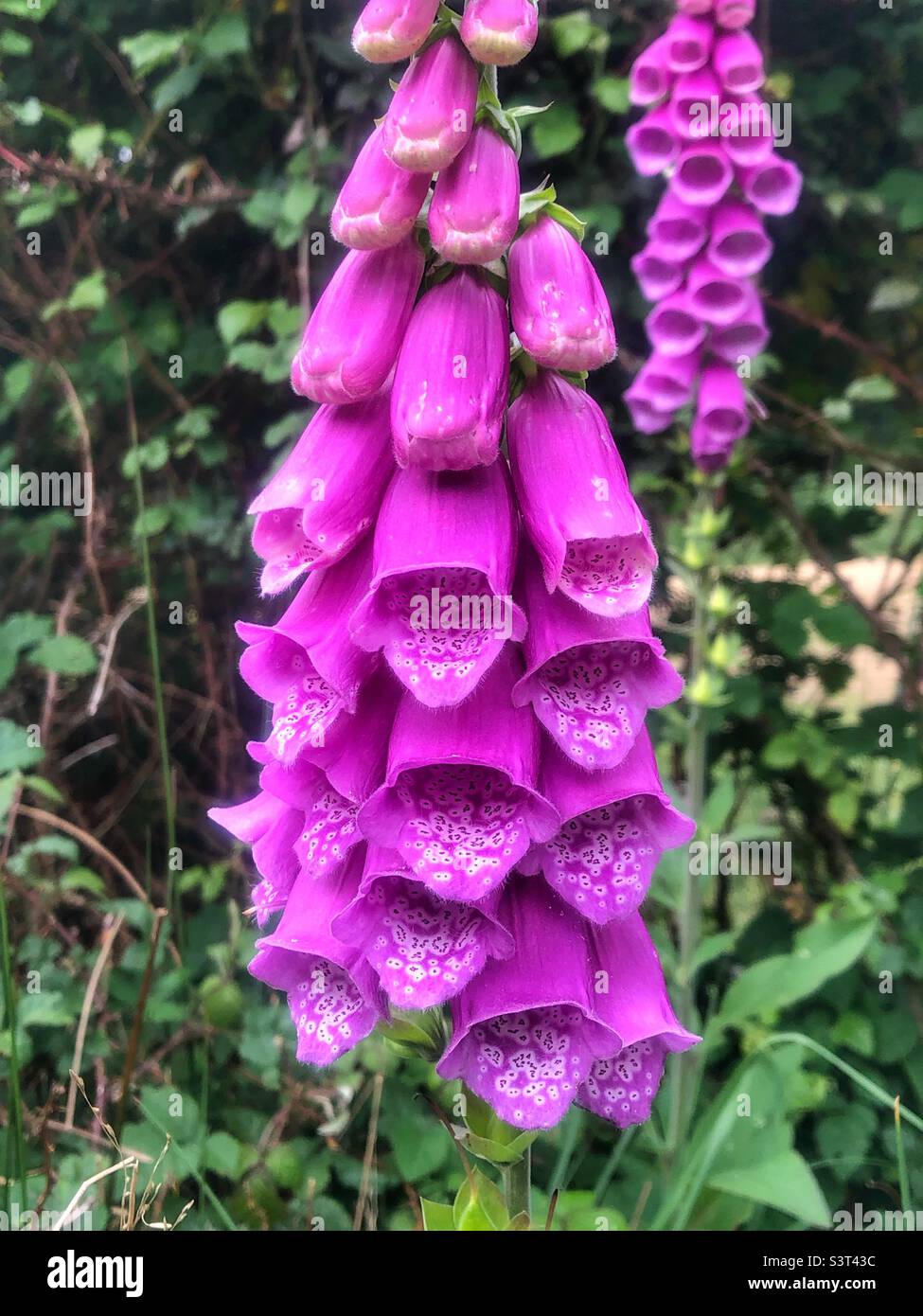 Foxguanto fiori in Springtime Foto Stock