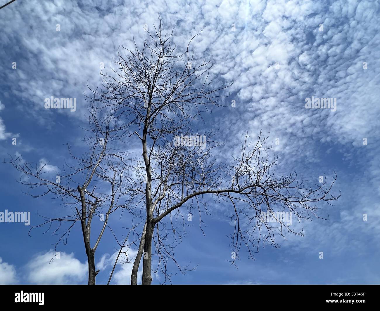 Belle nuvole di cirro serve come foglie di questo albero arido Foto Stock
