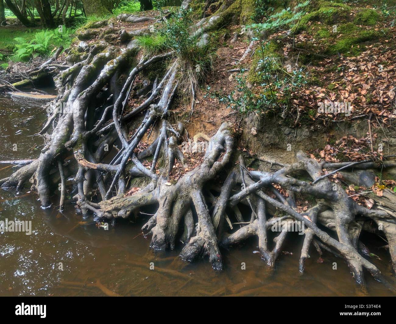 Radici di quercia esposte attraverso l'erosione dell'acqua del fiume, New Forest National Park. Giugno 2022 Foto Stock