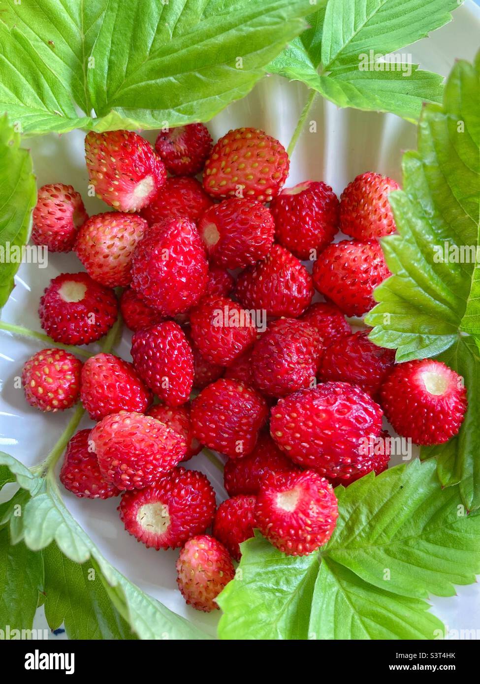 Fragole selvatiche appena raccolte da vicino Foto Stock