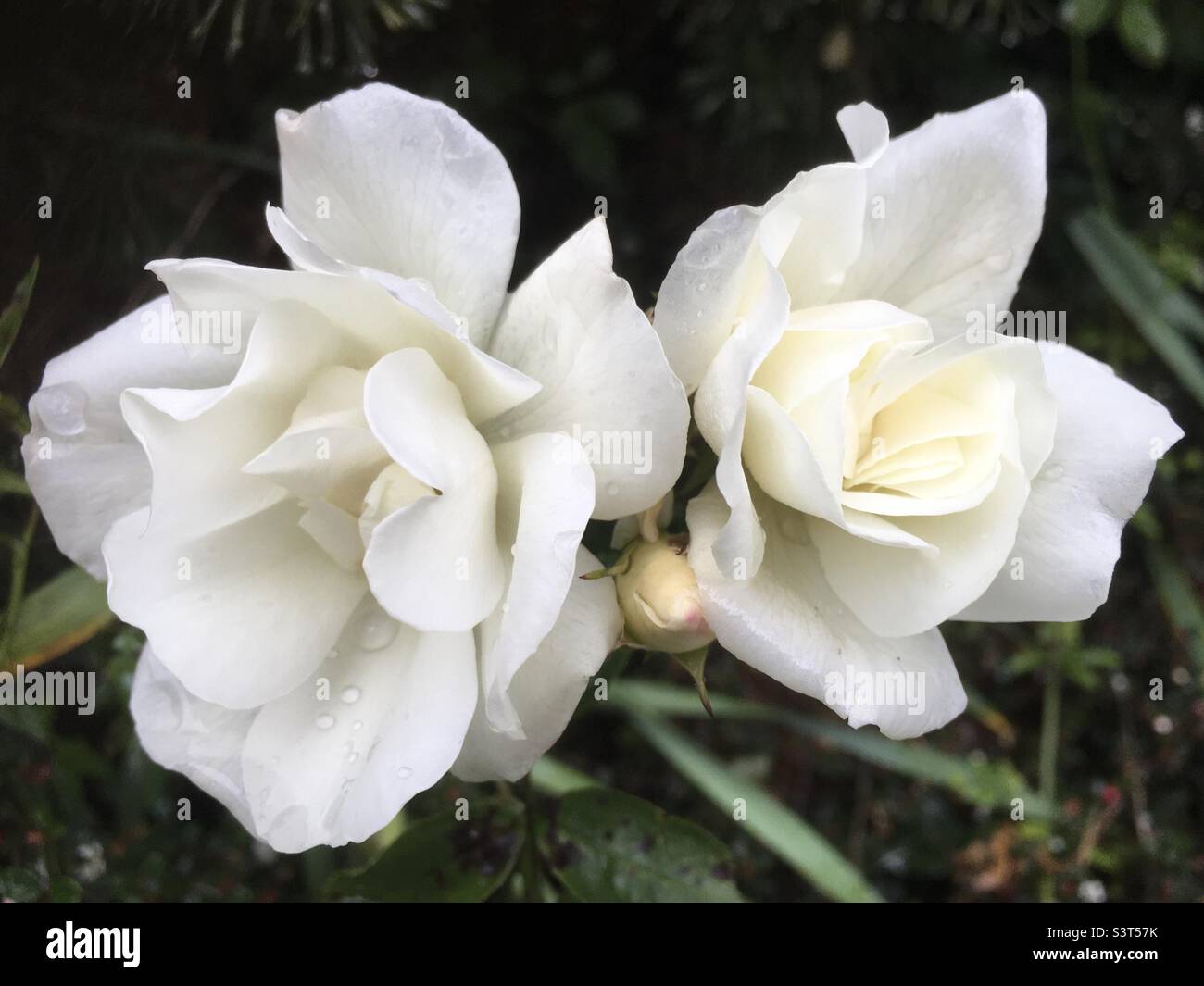 Rose, verde, bianco, giardino fiore, bello - Immagine stock catturata con smartphone