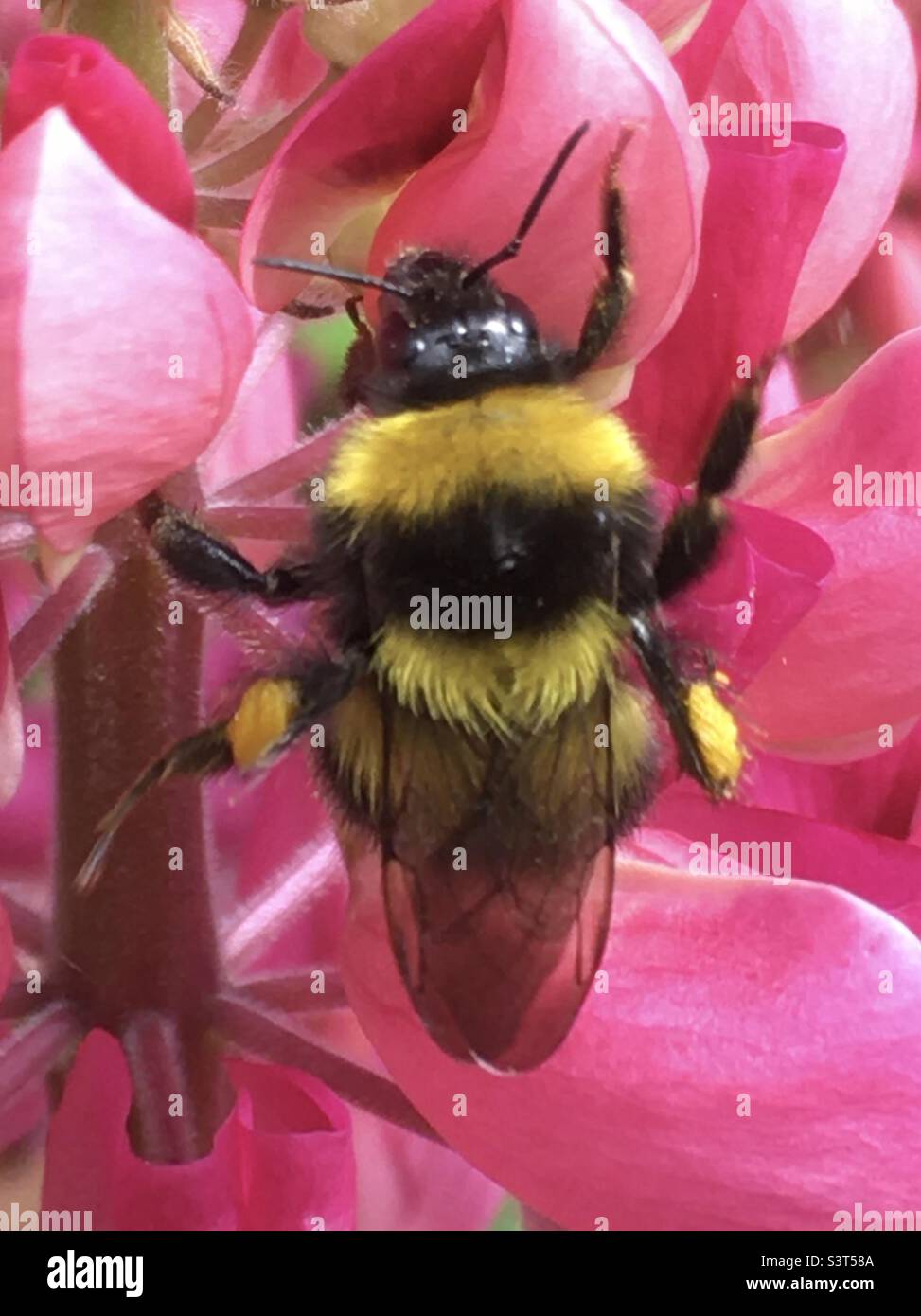 Ape, fiore, rosa, giallo, nero, azione, Foto Stock