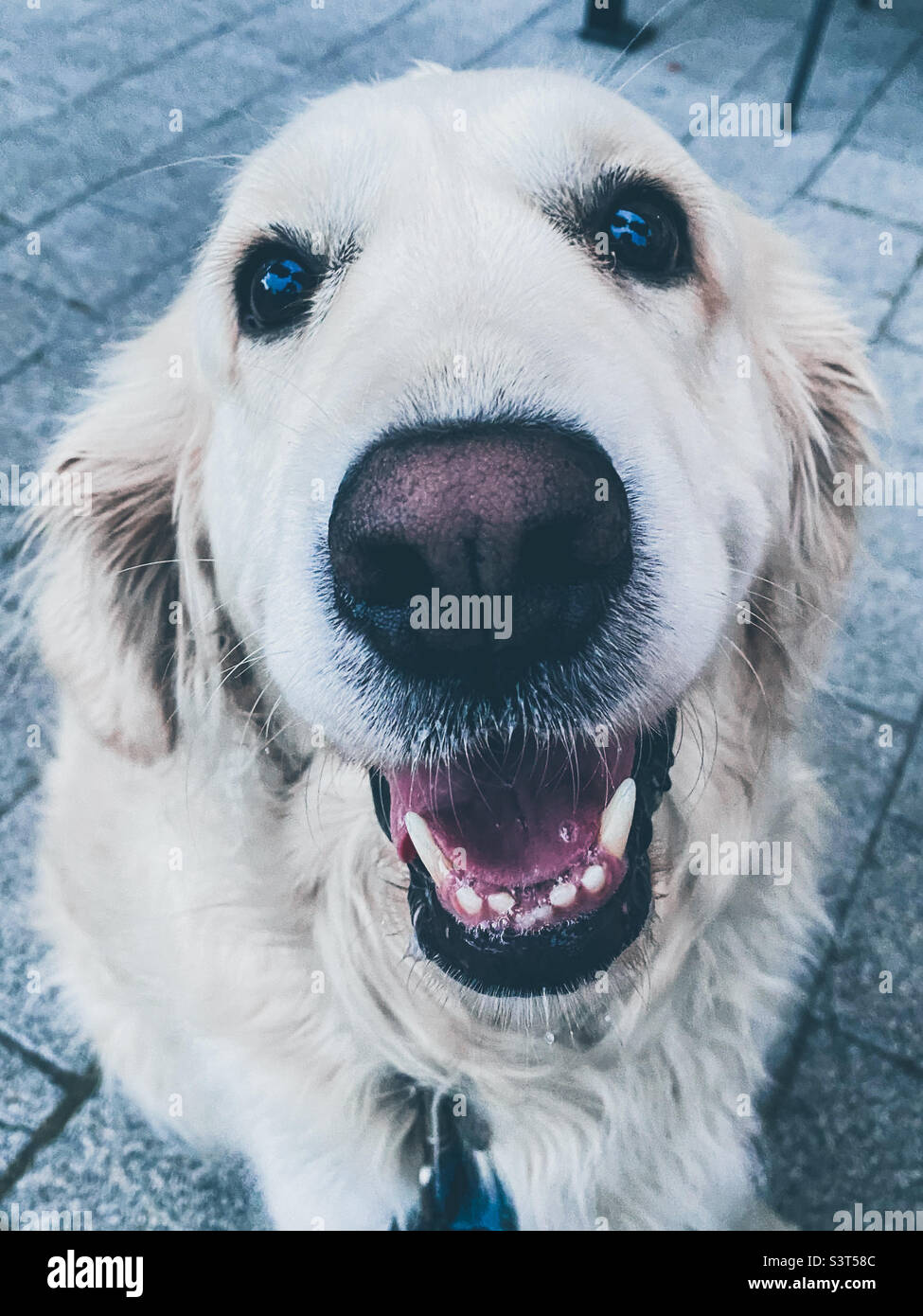 Golden Retriever, il migliore amico - Immagine stock catturata con smartphone