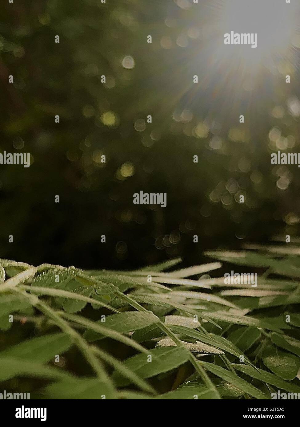 La bellezza di Natura - Immagine stock catturata con smartphone