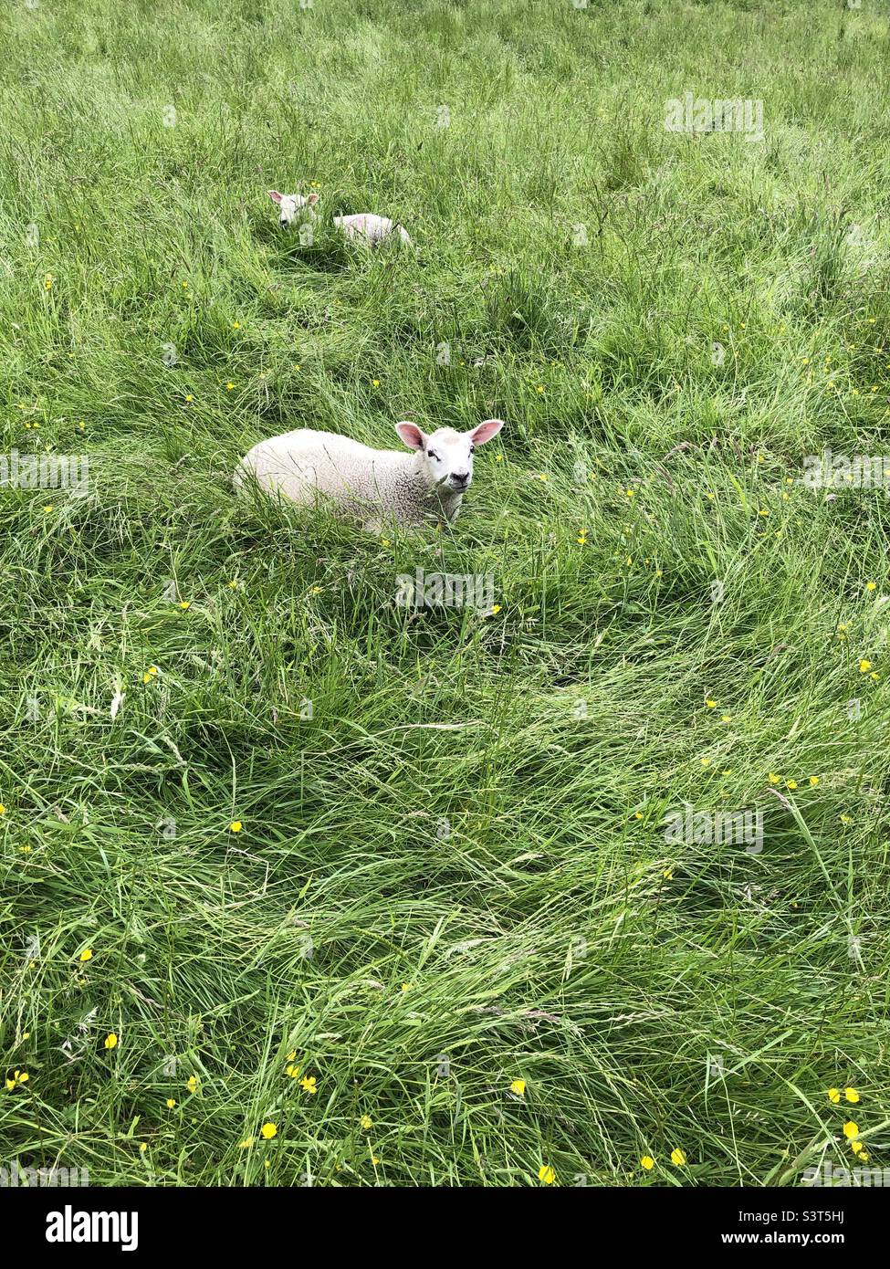 Due agnelli bianchi in un campo di erba alta in crescita nel mese di giugno, Inghilterra, Regno Unito Foto Stock