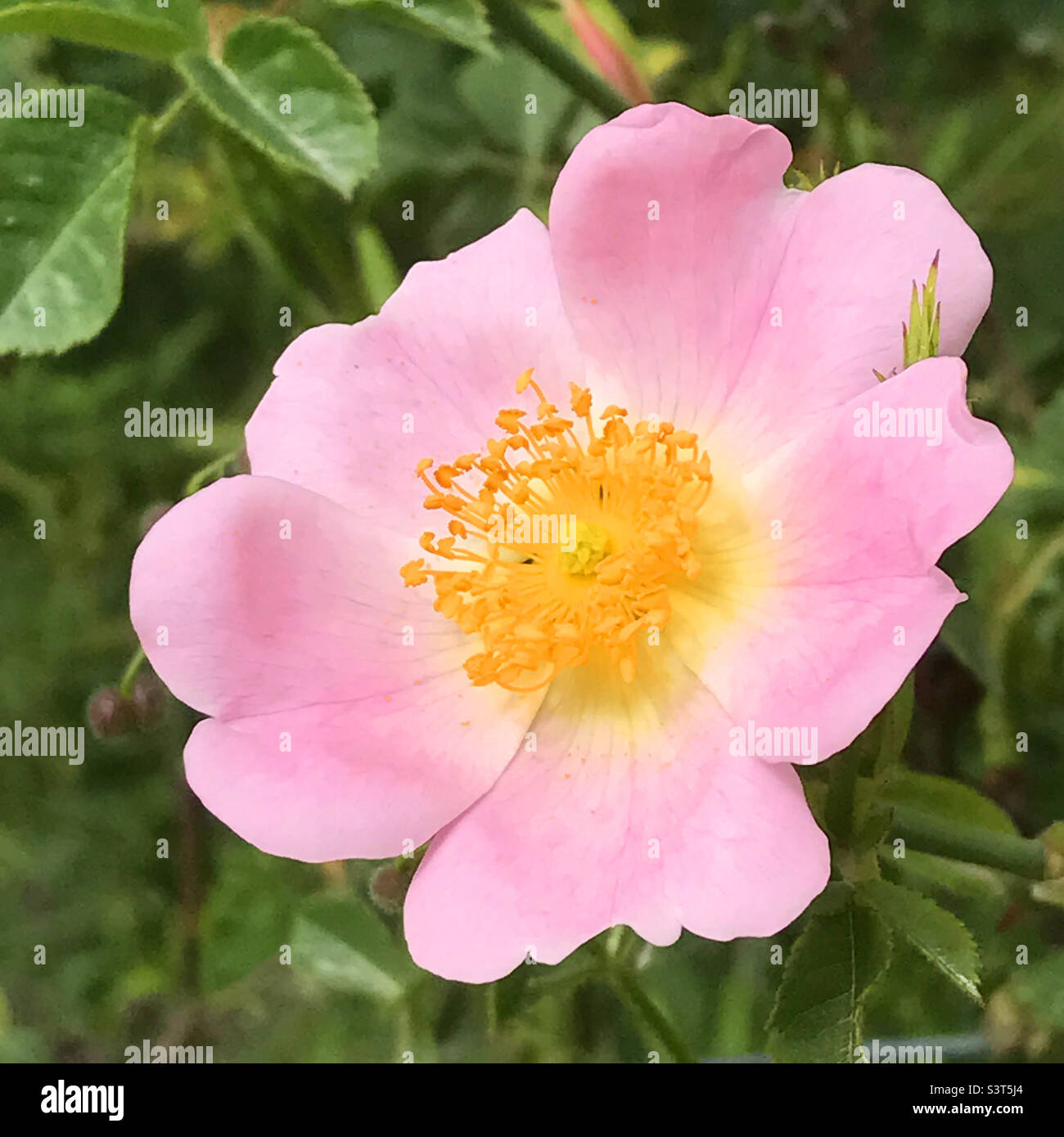 Rosa selvatica. Foto Stock