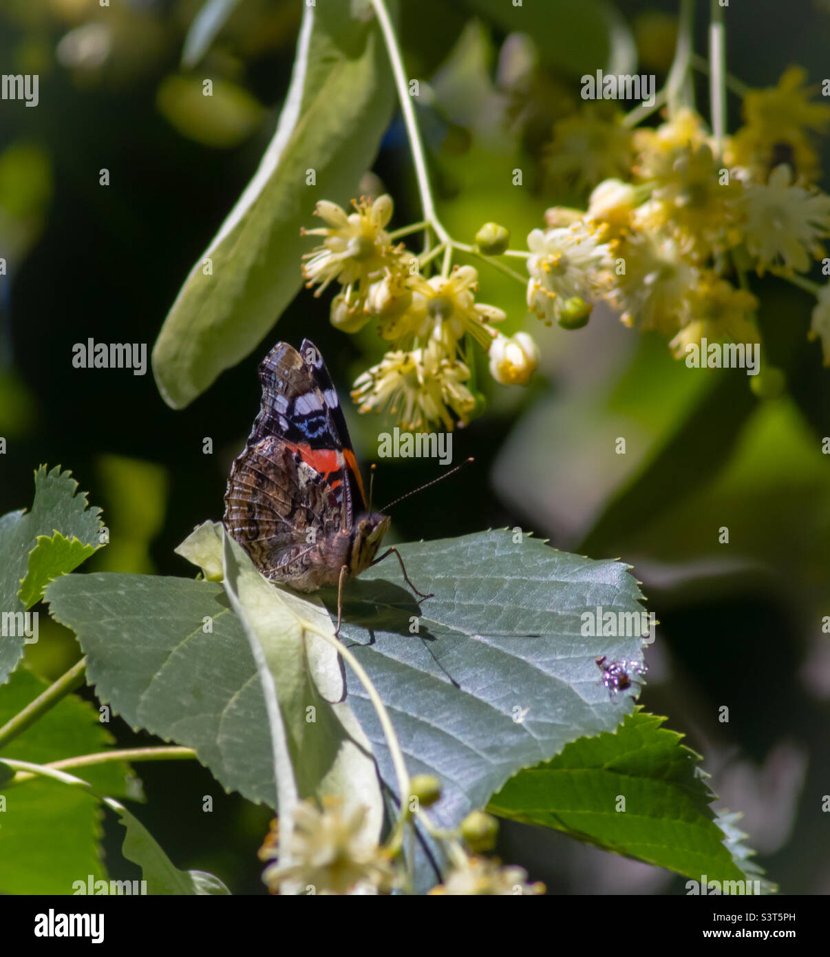 Farfalla ammiraglio rossa arroccata su una foglia di un piccolo albero di lime - Immagine stock catturata con smartphone