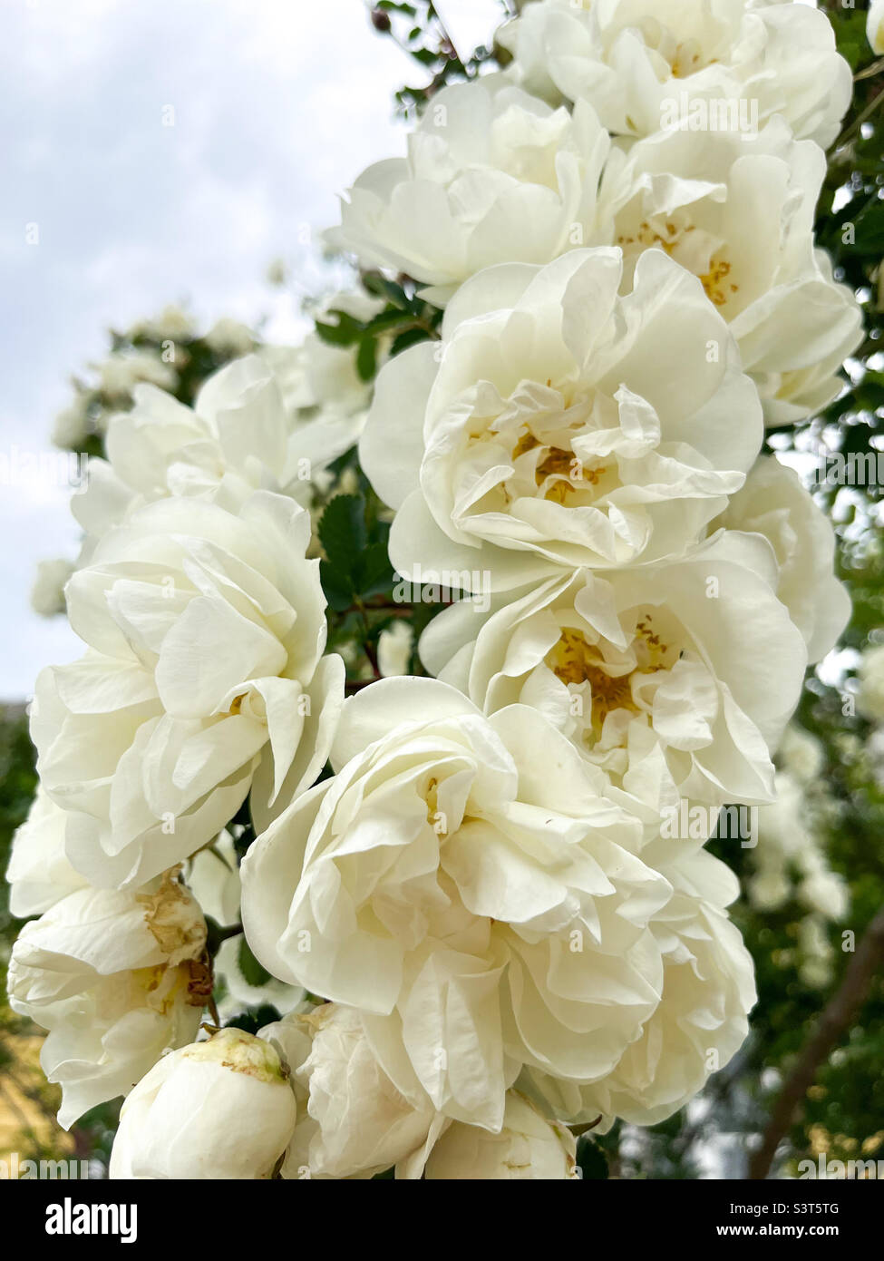 Bella rosa cespuglio (rosa spinosissima) con fiore bianco petali primo piano Foto Stock