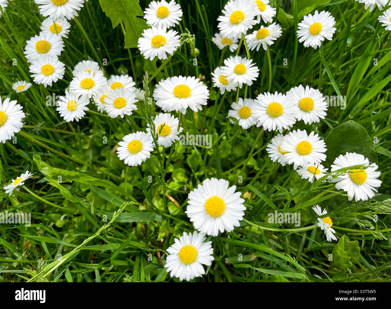 Chamomilla Matricaria è un genio di piante perenni fiorite della famiglia delle Asteraceae. Camomilla farmacia Matricaria camomilla e SYN - Immagine stock catturata con smartphone