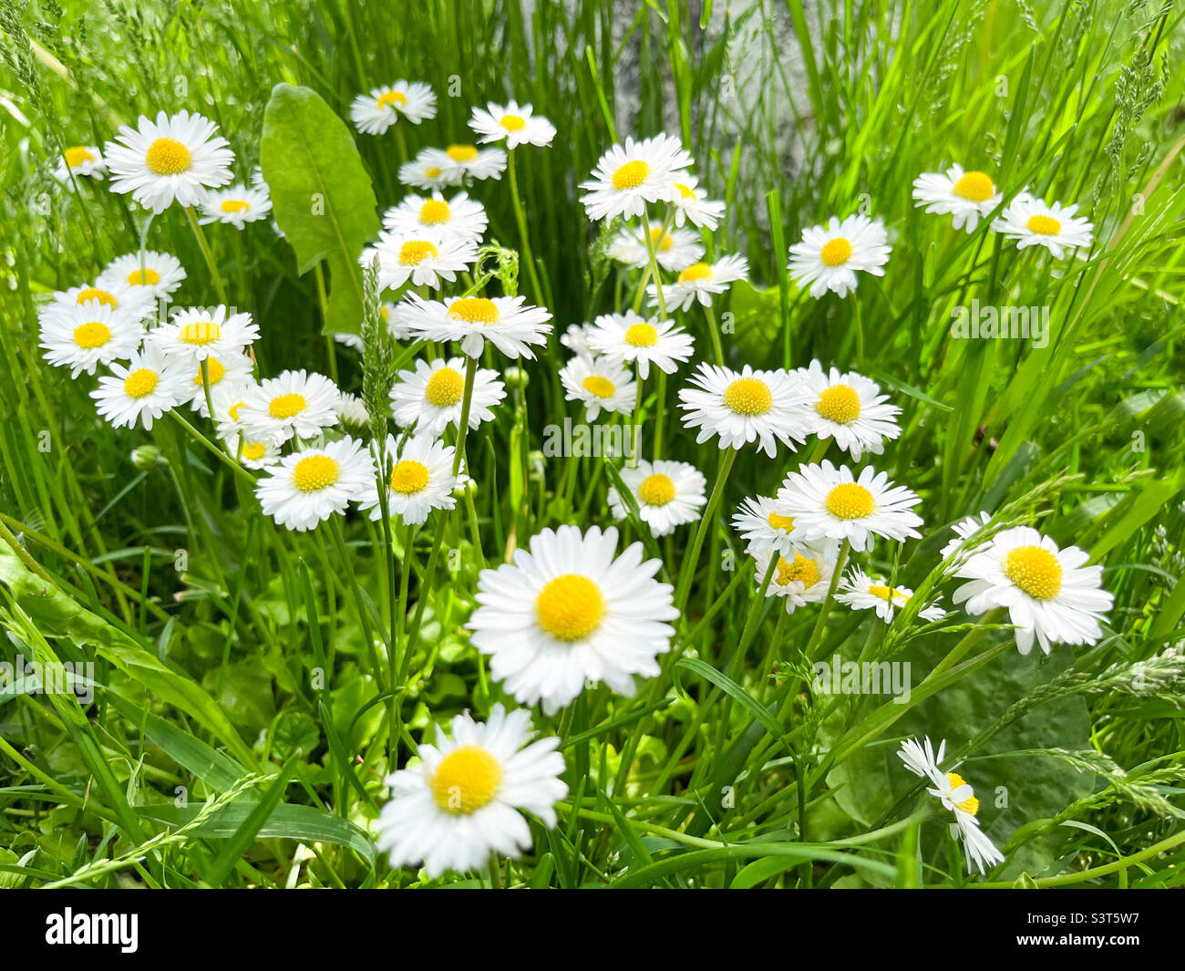 Chamomilla Matricaria è un genio di piante perenni fiorite della famiglia delle Asteraceae. Camomilla farmacia Matricaria camomilla e SYN - Immagine stock catturata con smartphone