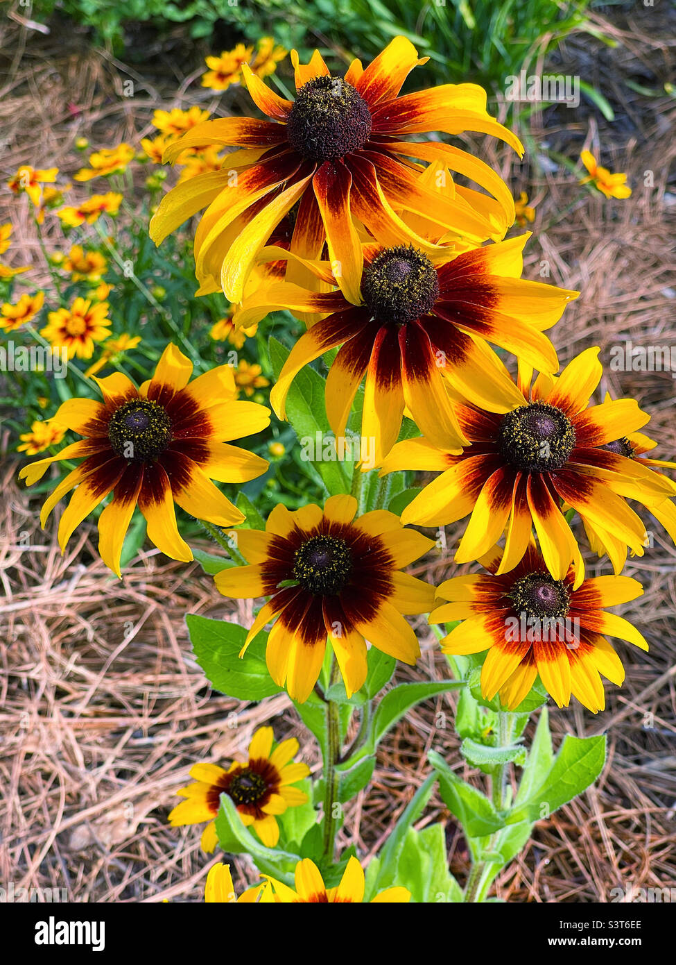 Splendidi fiori estivi di Rudbeckia aka Black Eyed Susan. Foto Stock