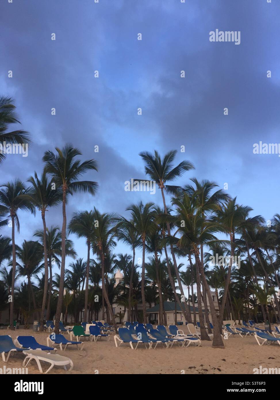 Mazzo di palme della spiaggia Foto Stock