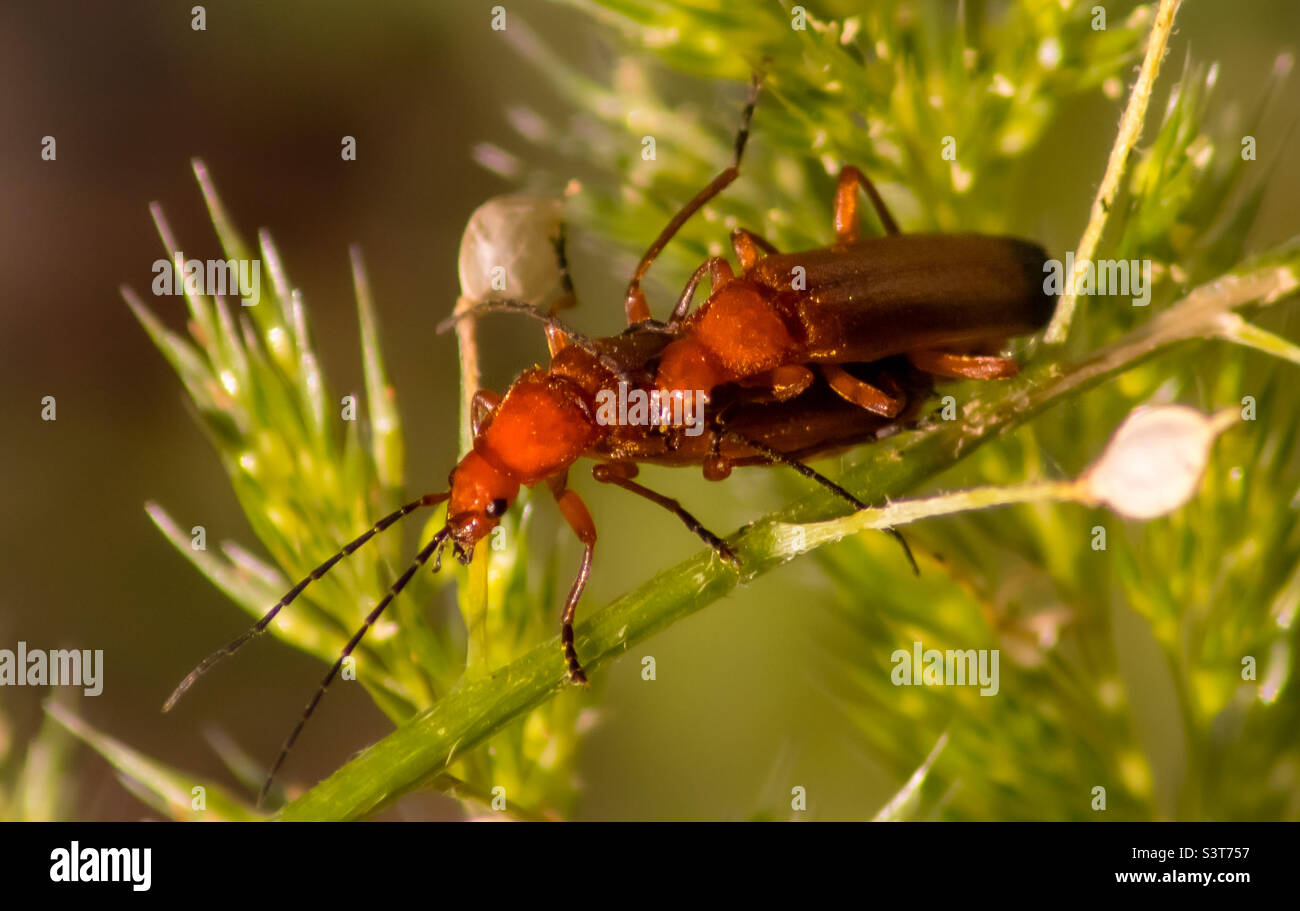 Un paio di scarabei soldato rosso di accoppiamento in estate - Immagine stock catturata con smartphone