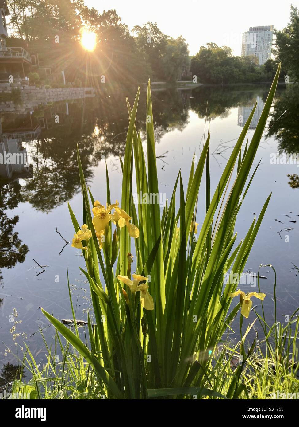 L’iride gialla sul bordo dell’insenatura di Brown quando il sole si illumina. Buongiorno! Foto Stock