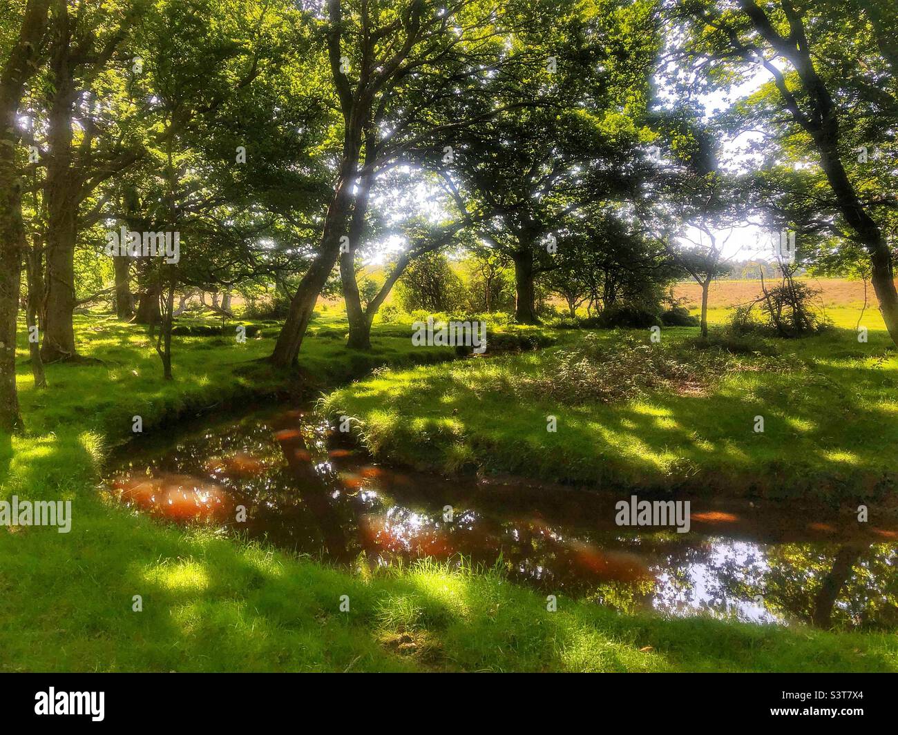 Tortuoso ruscello a Springtime, New Forest National Park Hampshire Regno Unito Foto Stock
