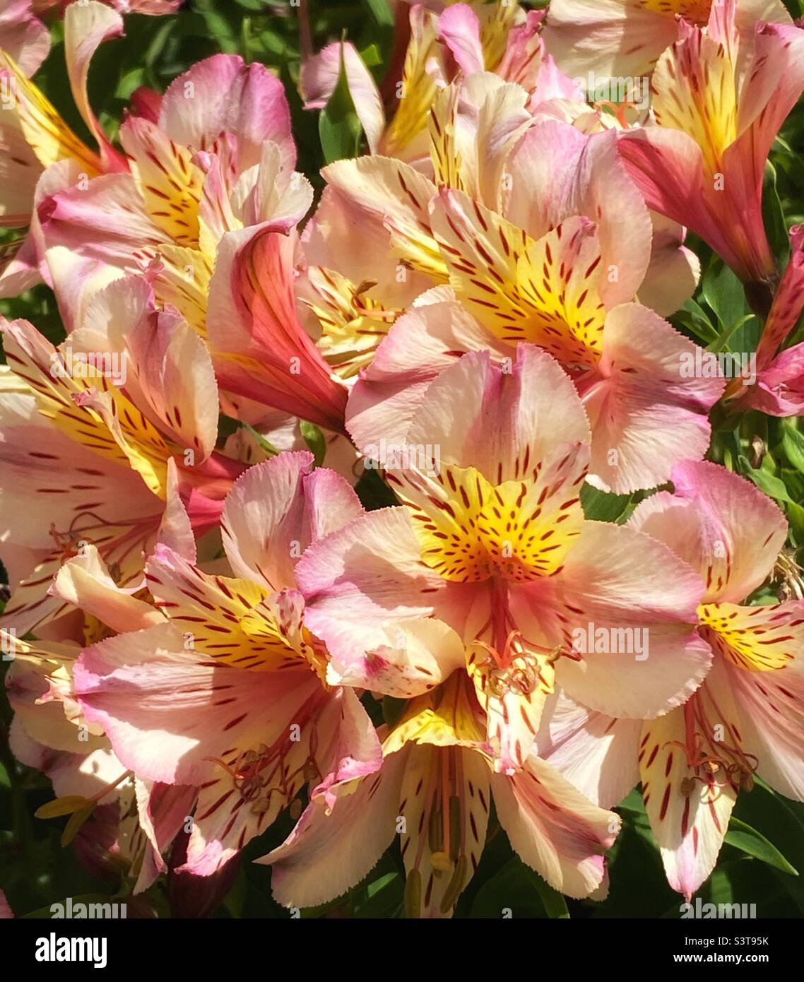 Alstroemeria fiore Foto Stock