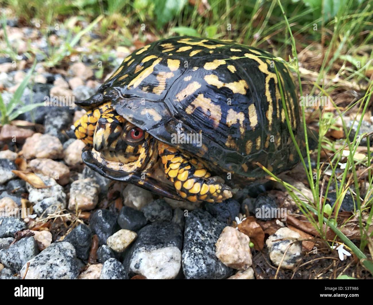 Tartaruga scatola orientale Foto Stock