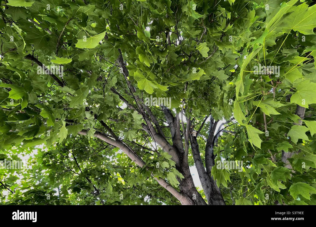 Una vista verso l'alto di un lussureggiante albero di acero verde su una chiesa situata nello Utah, USA. - Immagine stock catturata con smartphone