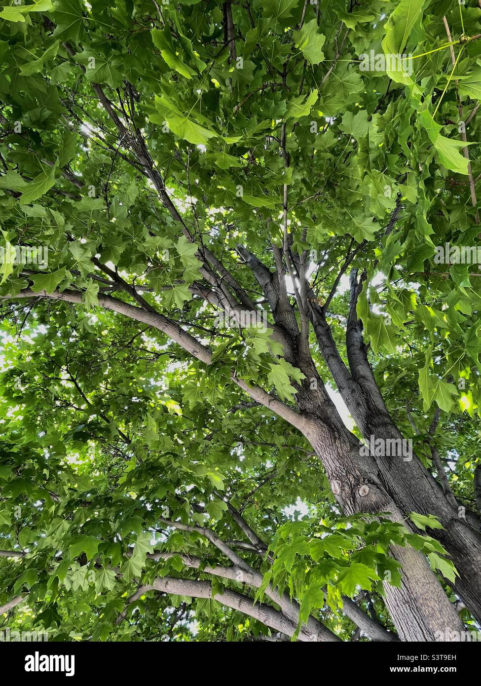 Una vista verso l'alto di un lussureggiante albero di acero verde su una chiesa situata nello Utah, USA. Foto Stock
