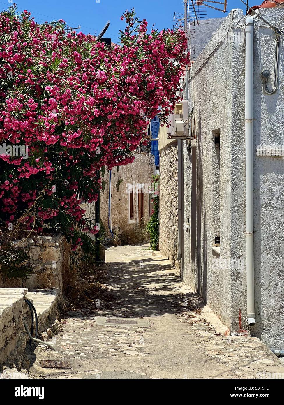 Fiori rossi appesi su una strada stretta sull'isola greca di Halki. Foto Stock