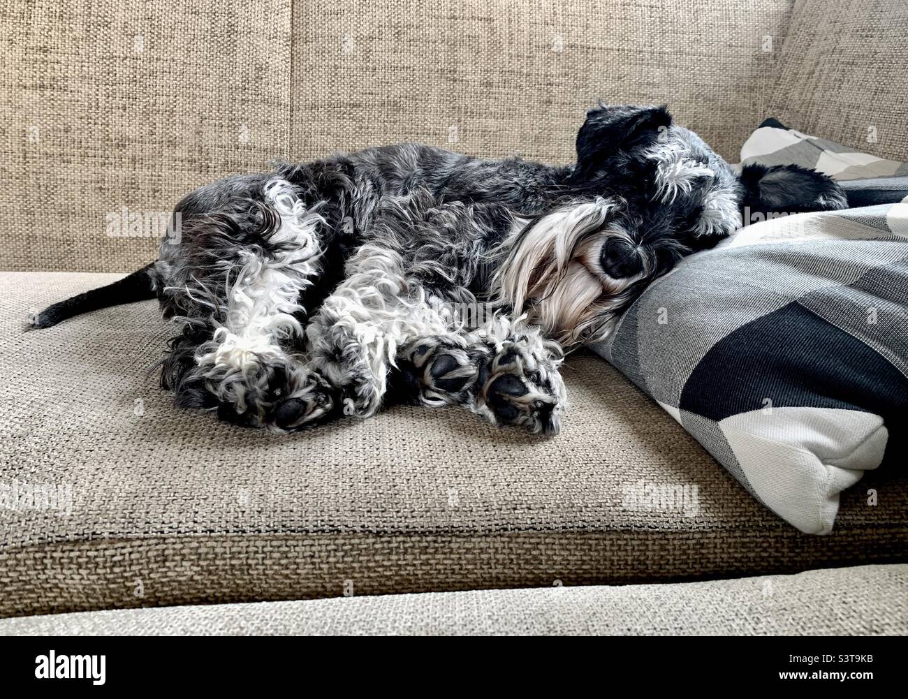 Schnauzer cane che dorme sul divano con la testa appoggiata sul cuscino Foto Stock