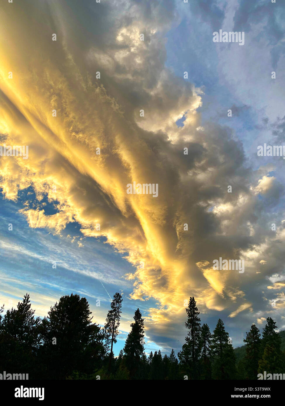 Tramonto su pini - Immagine stock catturata con smartphone