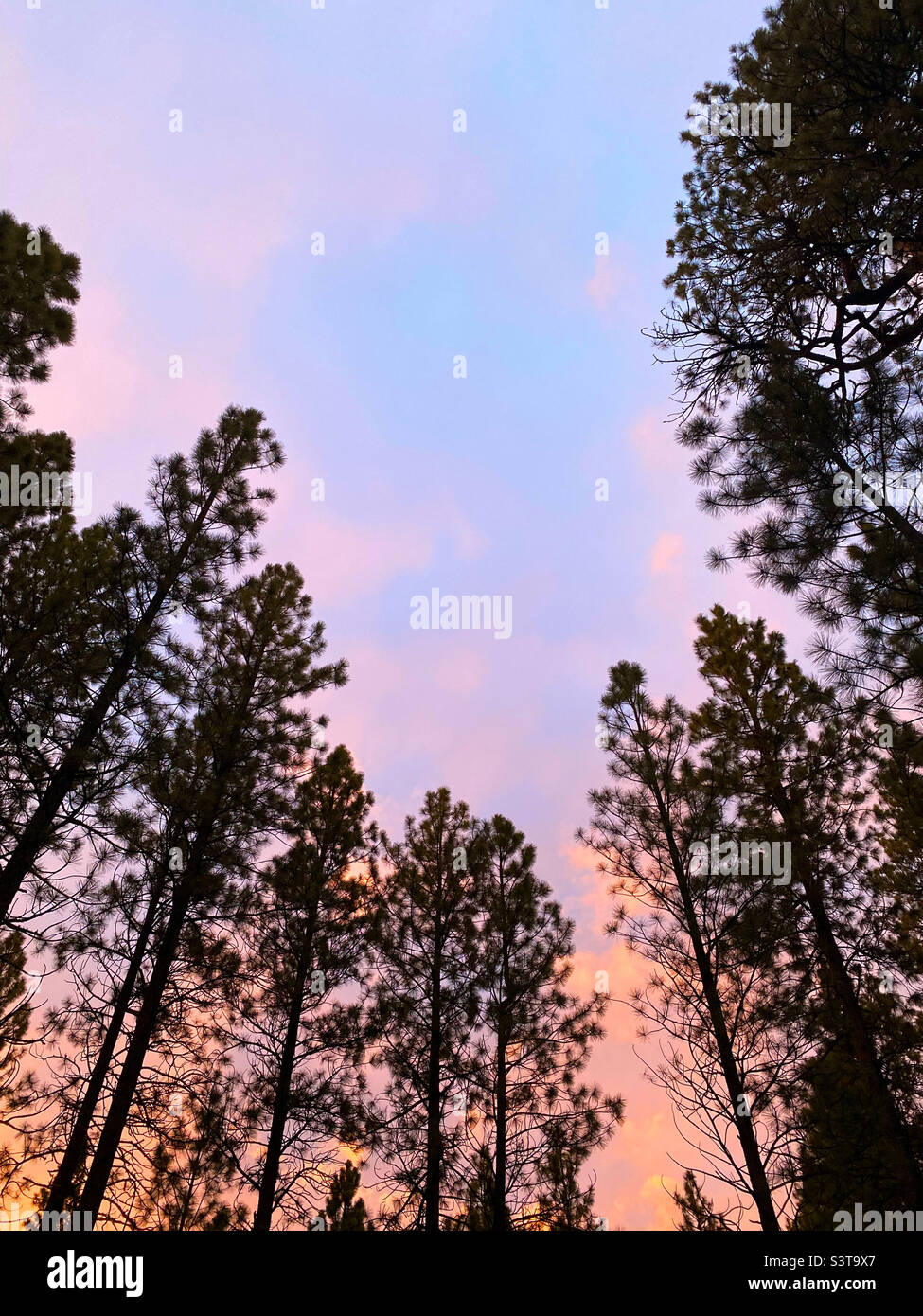 Pini Ponderosa al crepuscolo - Immagine stock catturata con smartphone