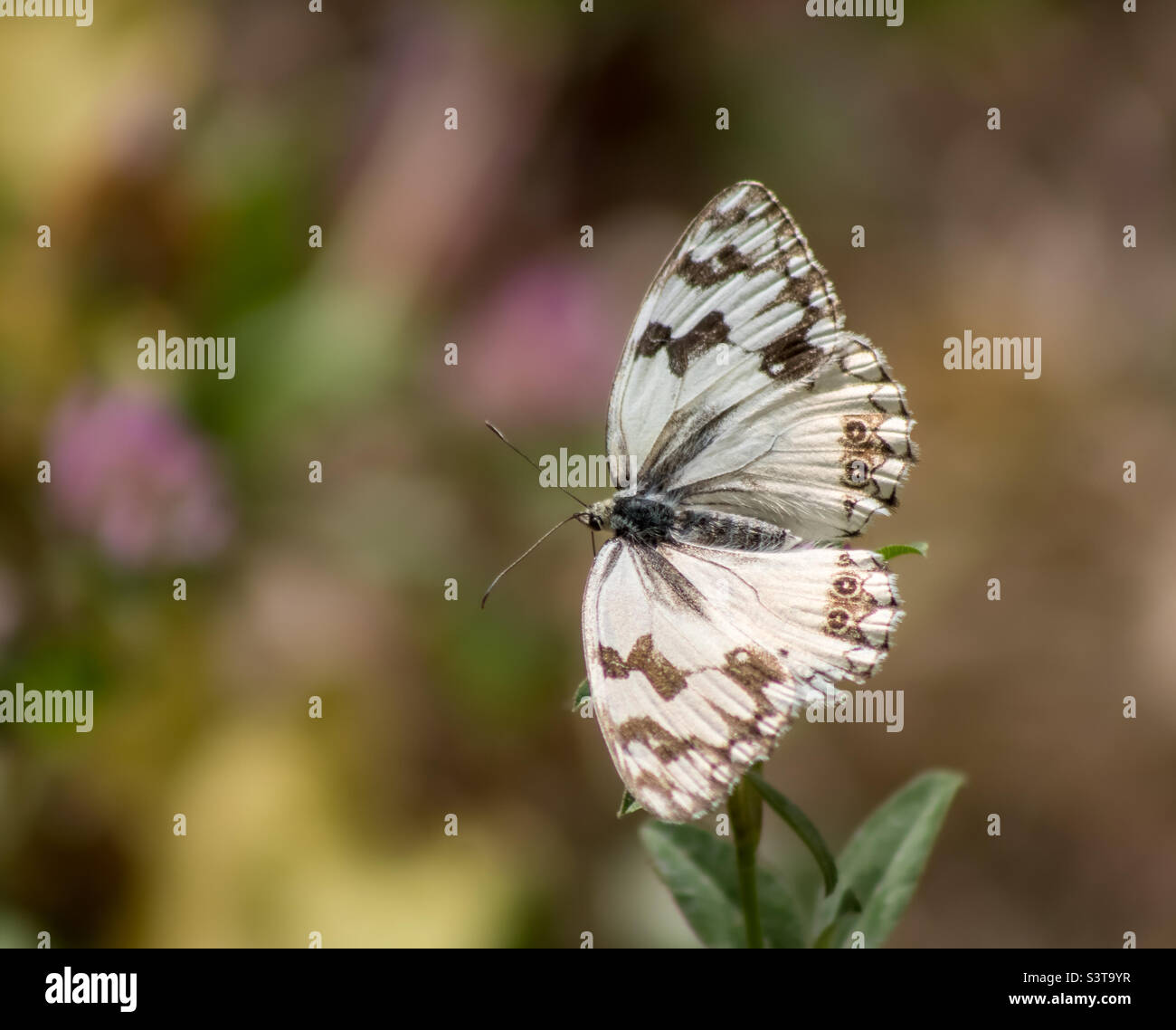 Una farfalla bianca marmorizzata con ali allungate Foto Stock