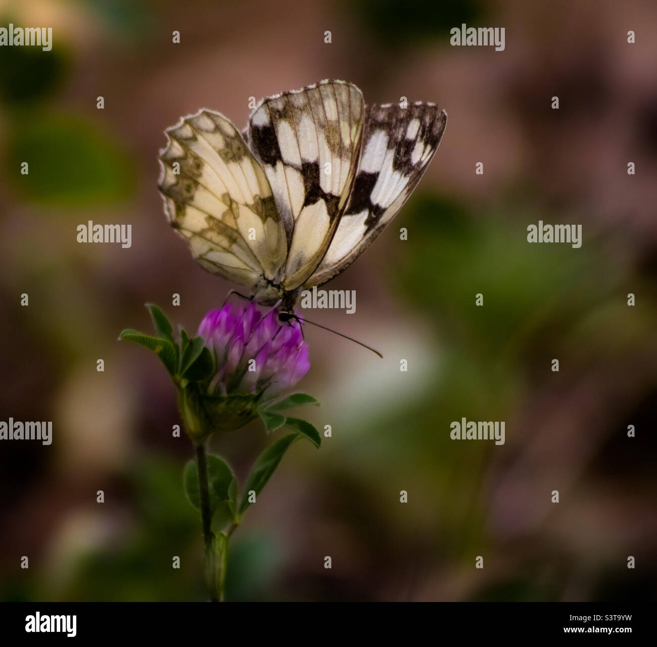 Una farfalla bianca marmorizzata siede su un fiore di trifoglio rosa Foto Stock