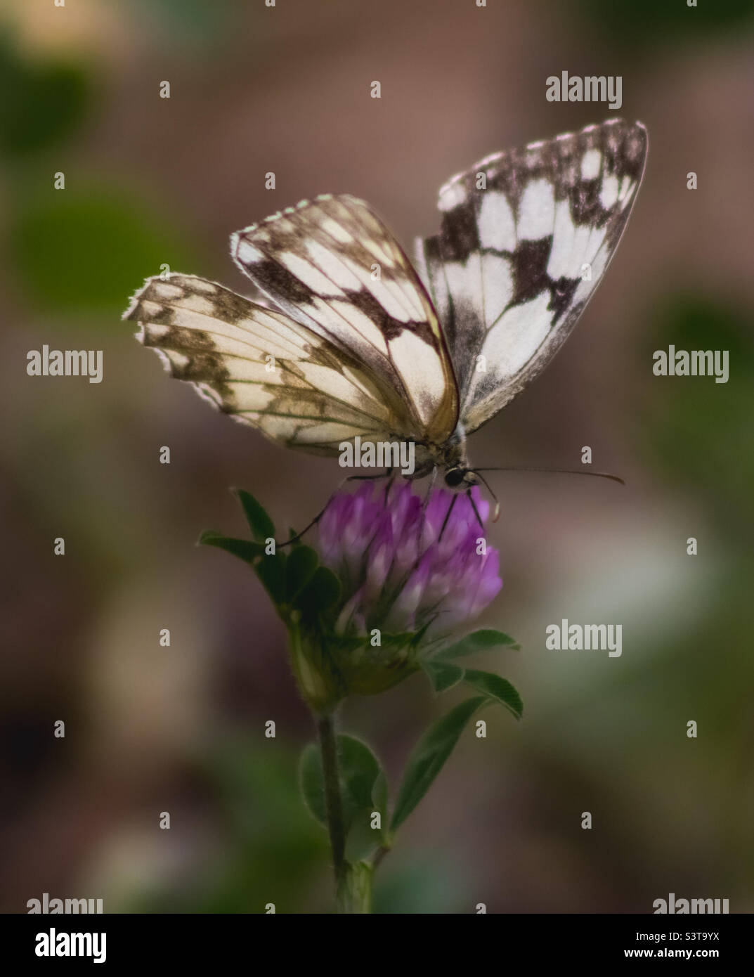 Una farfalla bianca marmorizzata siede su un fiore di trifoglio rosa Foto Stock