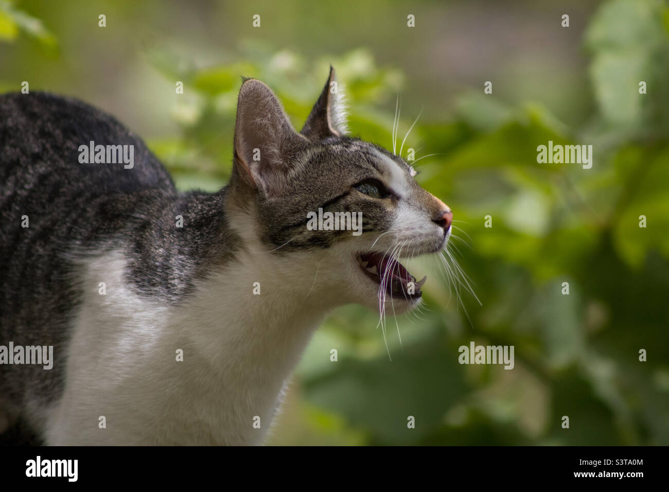 Un gatto tabby all'aperto che batte a una preda invisibile - Immagine stock catturata con smartphone