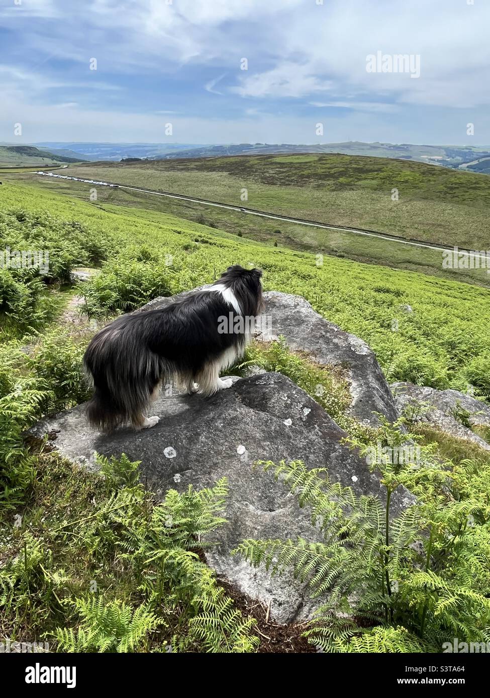 Rough Collie si fermò sulla roccia sul sentiero fino a Stanage Edge nel Peak District - Immagine stock catturata con smartphone